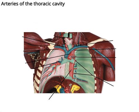 Anatomy Lab Final Diagram Quizlet