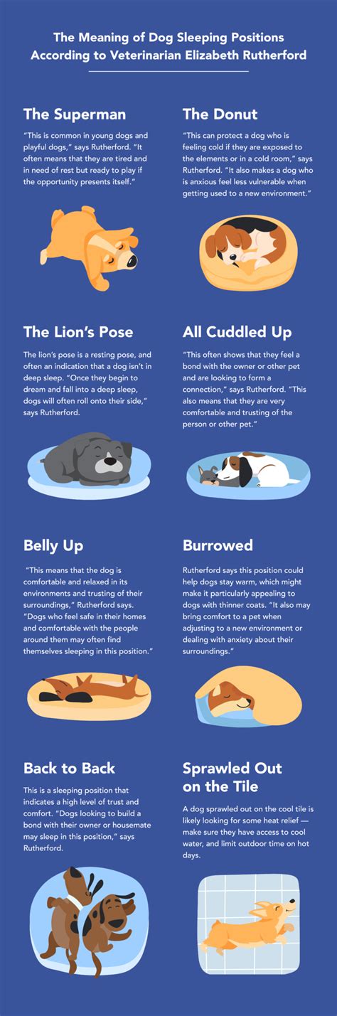 The Most Common Dog Sleeping Positions Explained Sleepopolis