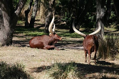 Ankole Longhorn Cattleankole Cow With Huge Horns Large Ankole Cow Farm ...