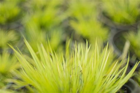 Ornamental Grasses — Ornamental Grasses