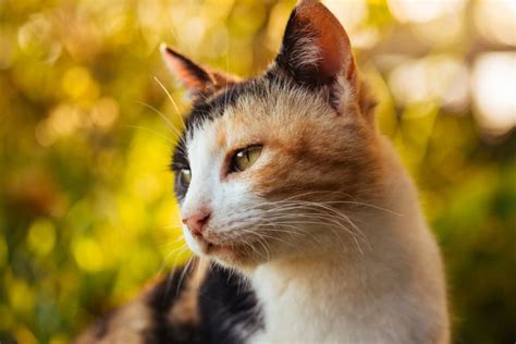 Calico Cat Names For Tri Colored Beauties Great Pet Care