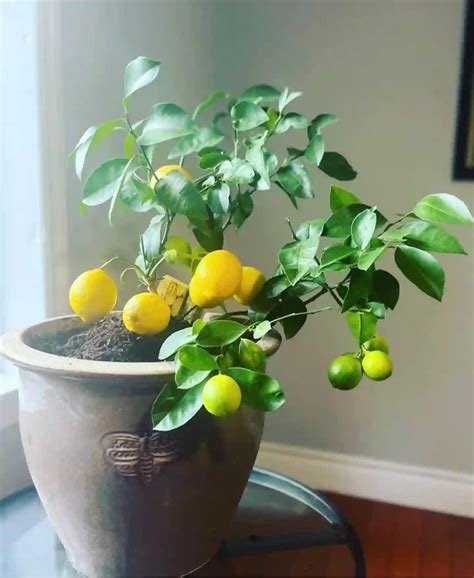 Plant FAQs: Meyer Lemon Tree