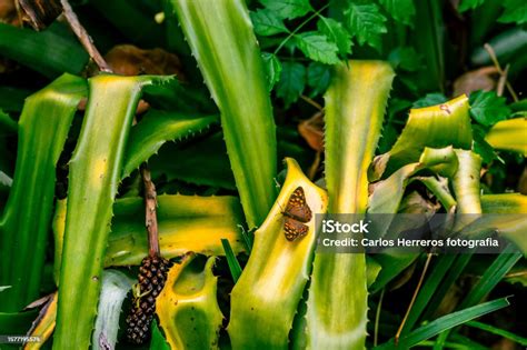 fauna   botanical garden stock photo  image  animal