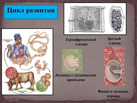 Гельминты - презентация онлайн