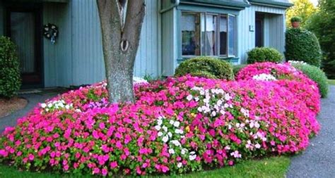 60+ Beuatiful Colorful Landscaping Ideas with Low Maintenance Flower Bushes