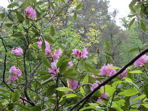 Flower Hill Nature Preserve Trip, Johnston County - North Carolina ...