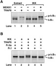 Activation of the IκB Kinase Complex by TRAF6 Requires a Dimeric