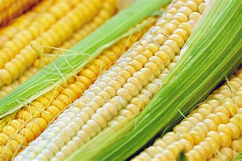 Expert Guide To Maize Farming In Kenya 2025 Update