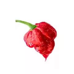 Sementes Pimenta Cowboy Trinidad Scorpion Vermelha FELTRIN