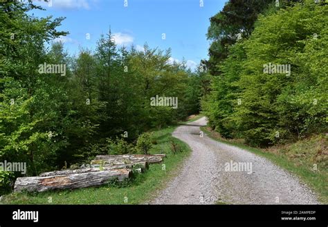 Dirt And Gravel Road Curving Through A Woodlands Stock Photo Alamy