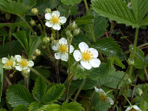 Artenseite Fragaria Viridis Hügel Erdbeere Knackelbeere Bochumer