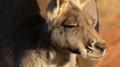 Kangaroo Portraits Photos - The Kangaroo King - National Geographic ...