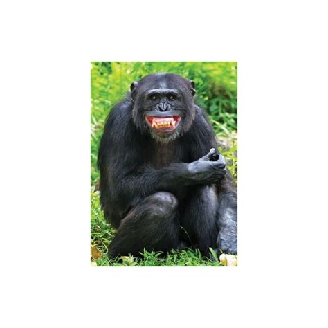 Smiling Chimpanzee Open Happy Birthday Greeting Card