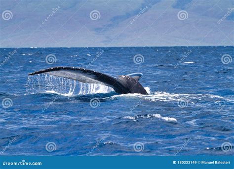 Large Humpback Whale Breaking The Surface Of The Ocean With It S