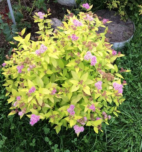 Спирея японская Голдмаунд в ландшафте (45 фото) - фото - картинки и ...