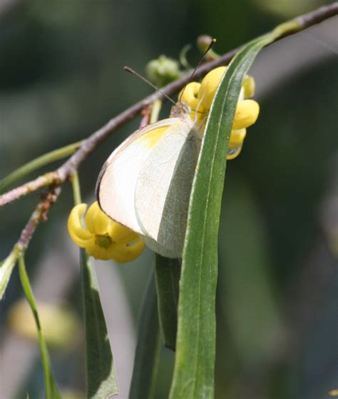 Toowoomba Plants: Gumbi Gumbi