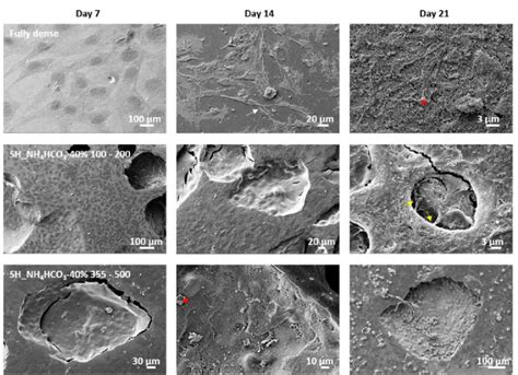 SEM Micrographs Of The 7 14 And 21 Days Of Osteoblast Culture Growing