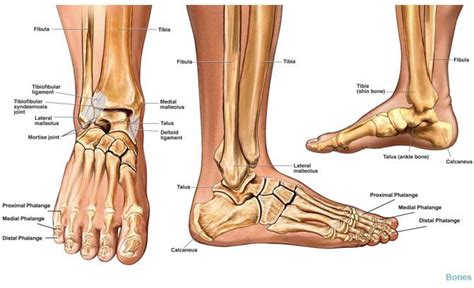 Pic On Far Right Placement Of Bones In Medial Ankle Anatom A Humana