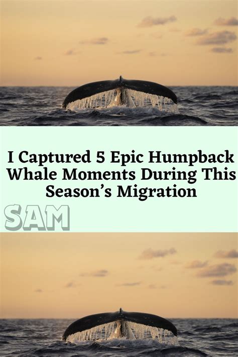 I Captured 5 Epic Humpback Whale Moments During This Seasons Migration