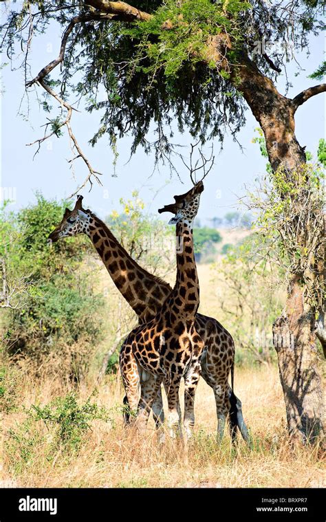 Pareja De Jirafas Fotograf As E Im Genes De Alta Resoluci N Alamy