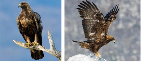 Watching The Super Large Eagles Found In The United States Late Daily