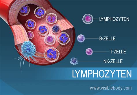 Lymphatische Immunit T