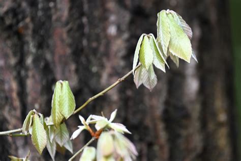 用水路・コナラの新芽 By 黒鯛ちゃん （id：11016504） 写真共有サイトphotohito