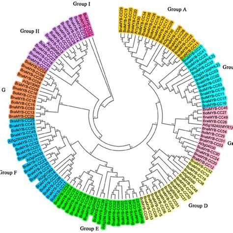 Phylogenetic Tree Of Myb Cc Proteins Of A Thaliana B Napus B Rapa