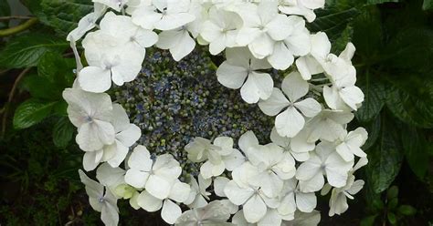 Plants from a New Zealand garden: Evergreen Hydrangea