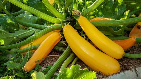 When To Harvest Zucchini For The Best Tasting Vegetables Homes Gardens