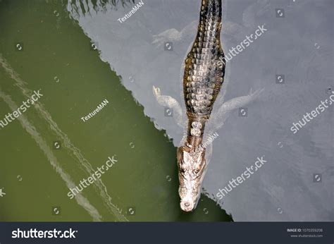 Crocodile Danger Water Attack People Asia Stock Photo 1070359208 | Shutterstock