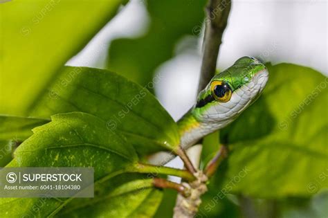 Parrot Snake Satiny Parrot Snake Leptophis Depressirostris Tropical