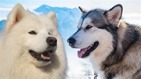 Samoyed Vs Alaskan Malamute Youtube