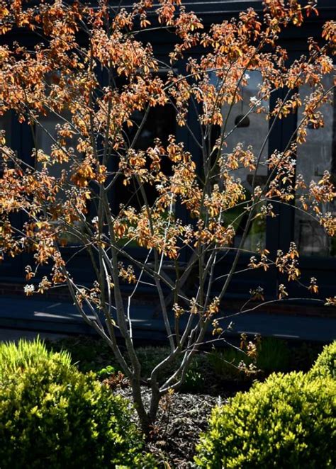 Small Tree Snowy Mespilus Or Juneberry Amelanchier Lamarckii