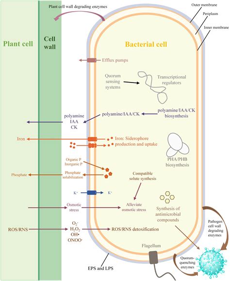 Frontiers A Comprehensive Comparative Genomic Analysis Revealed That