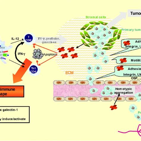 Gal 1 And Tumor Immune Privilege The Progression Of The Malignancy Of