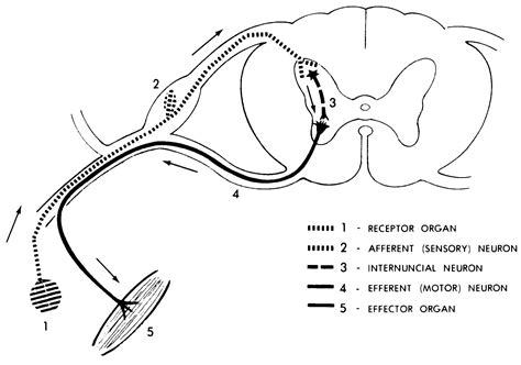 Spinal Reflex Arc Diagram