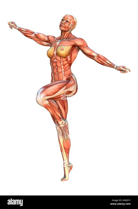 3D Rendering Of A Female Figure With Muscle Maps Isolated On White