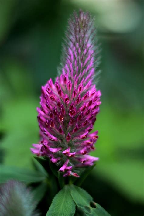 Trifolium Rubens Lila Klee Kostenloses Foto Auf Pixabay Pixabay