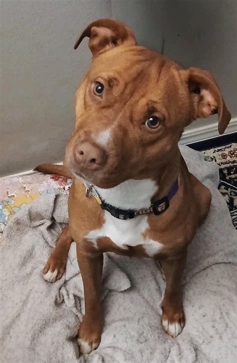 Pets for adoption from Animal A.I.D. of MS | Petfinder