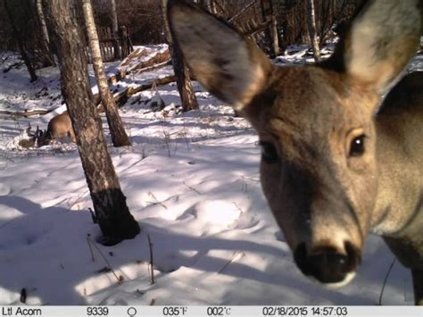 The Flourishing Wildlife of Chernobyl Despite High Levels of Radiation