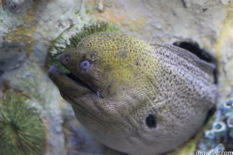 Fish At Busan Aquarium Itraveleh Busan South Korea Aquarium