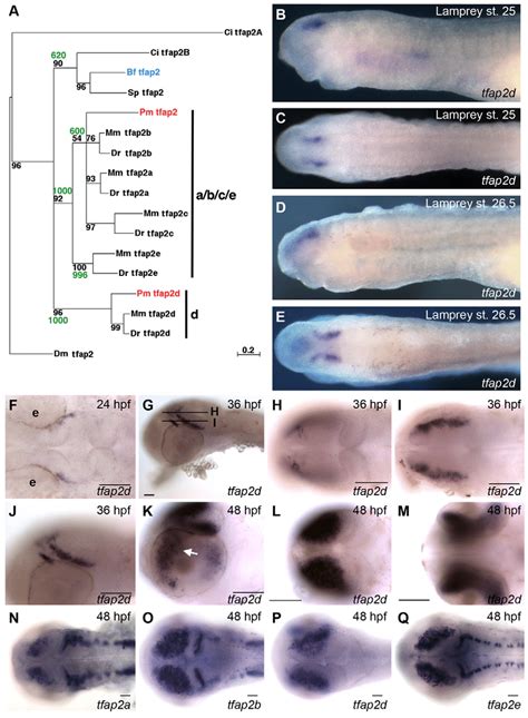 Characterization Of Embryonic Tfap2d Expression In Zebrafish And