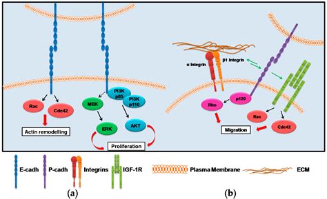 Ijms Free Full Text Guidance Of Signaling Activations By Cadherins