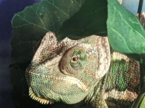 Veiled chameleon - is that an eye infection? : r/Chameleons