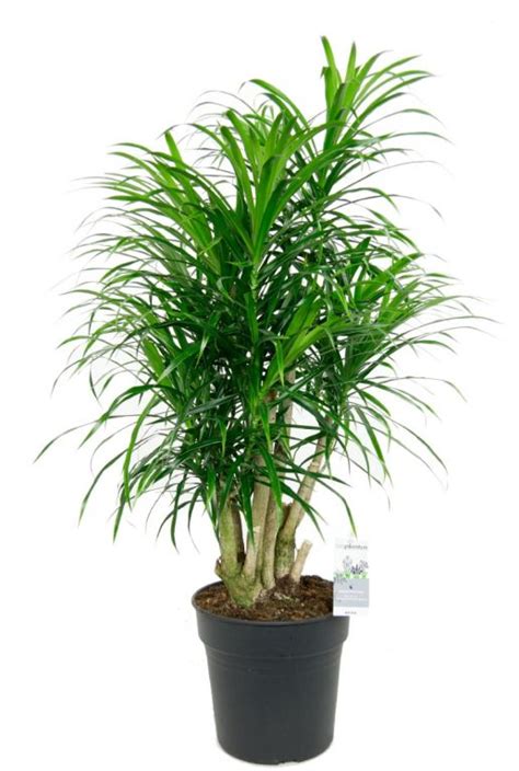 Dracaena Anita Drakenbloedboom Cm Kopen Planten Nl