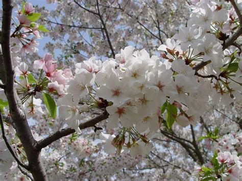 63 Lovely Flowering Tree Ideas For Your Home Yard Flowering Cherry Tree White Flowering