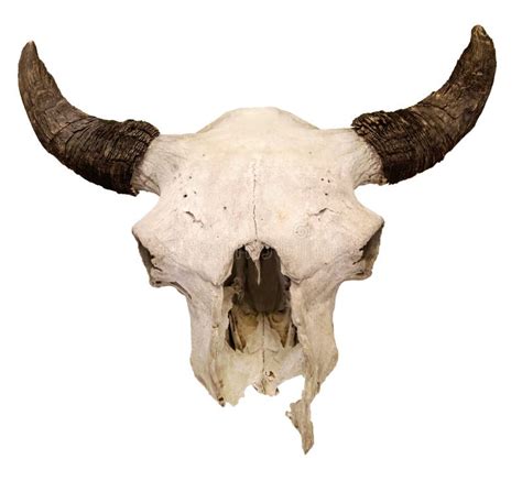 Bull Skull Isolated on White Background. European Bison Skull, Hunting ...