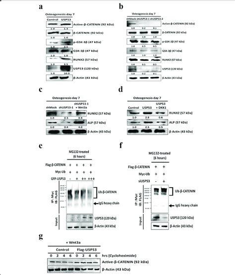 Usp53 Regulates Osteogenic Differentiation In Hbmscs Through