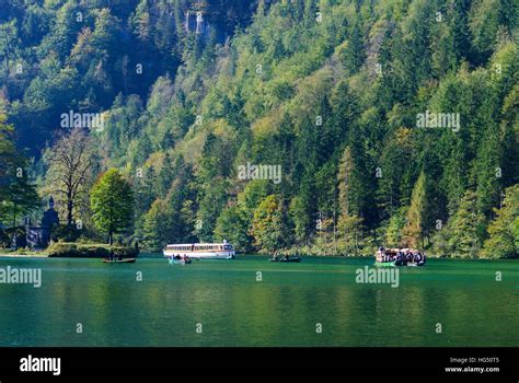 Schönau am Königssee Cattle drive cows which are brought across the